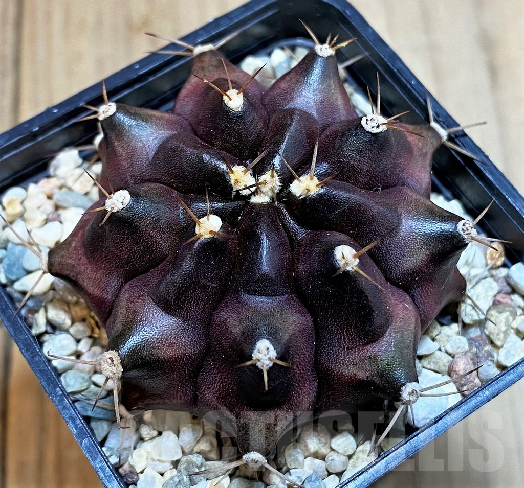 SH1418 Gymnocalycium mihanovichii ‘Black Widow’ x ‘Day dream’, seedling