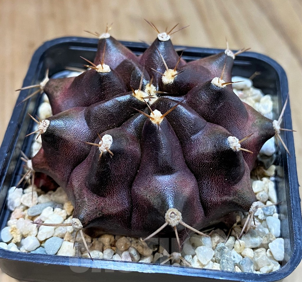 SH1418 Gymnocalycium mihanovichii ‘Black Widow’ x ‘Day dream’, seedling - Image 2