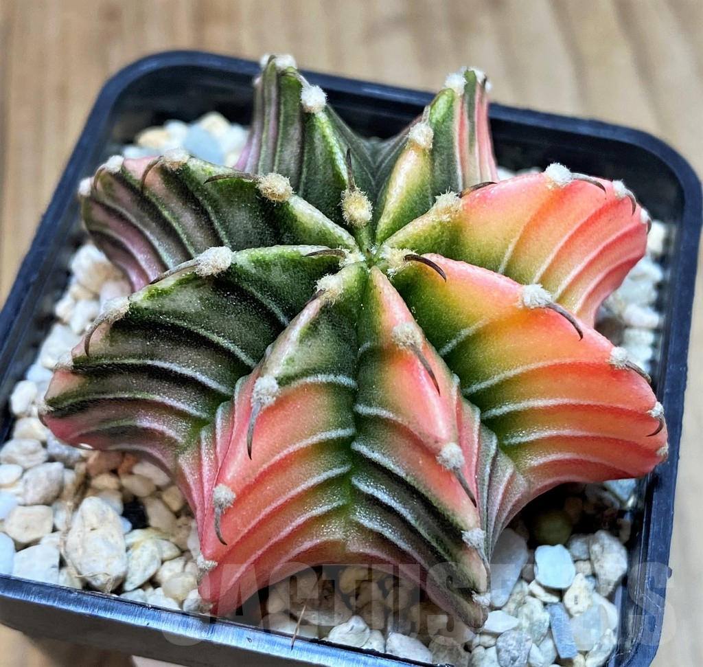 SH1419 Gymnocalycium friedrichii LB f. variegata, seedling