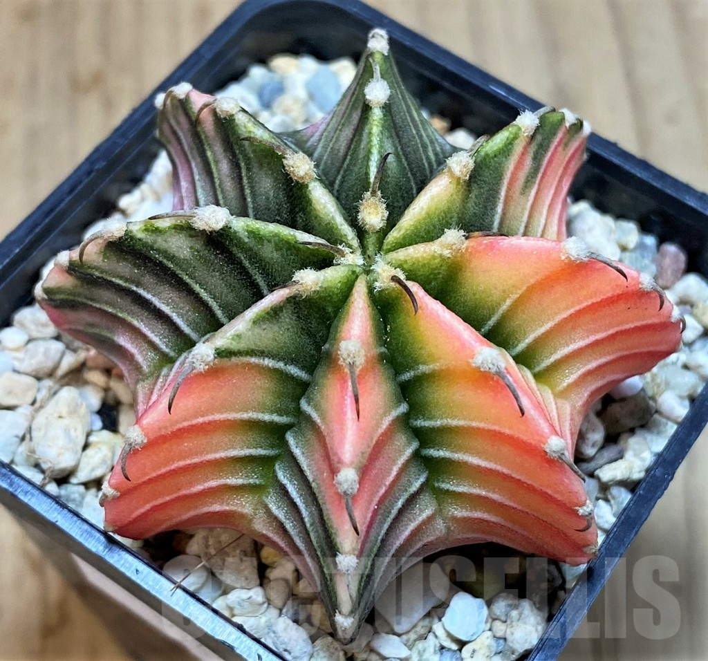 SH1419 Gymnocalycium friedrichii LB f. variegata, seedling - Image 2