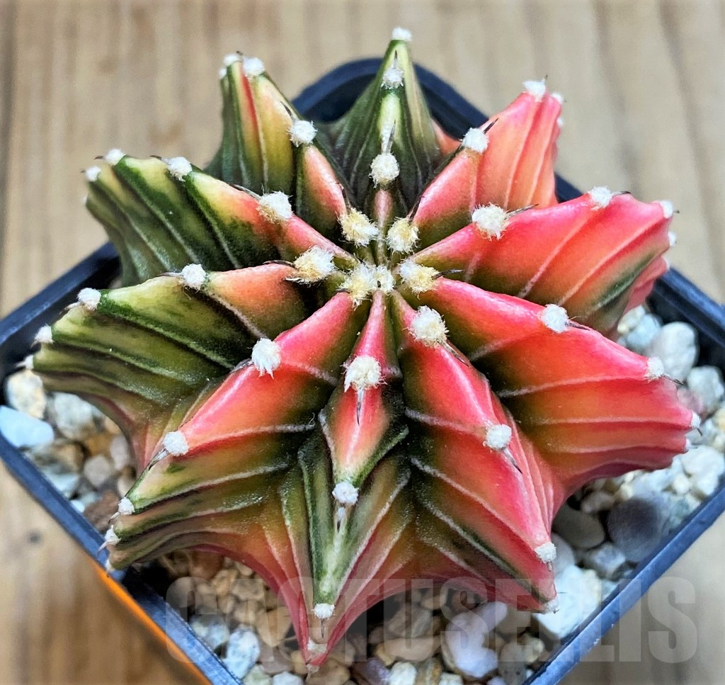 SH1421 Gymnocalycium friedrichii LB f. variegata seedling - Image 2