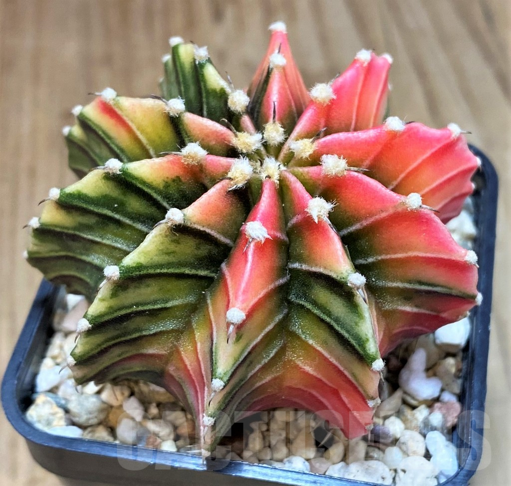 SH1421 Gymnocalycium friedrichii LB f. variegata seedling