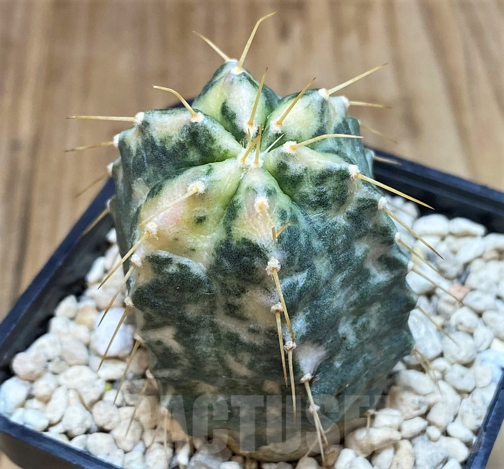 SH1422 Echinocereus knippelianus f. variegata