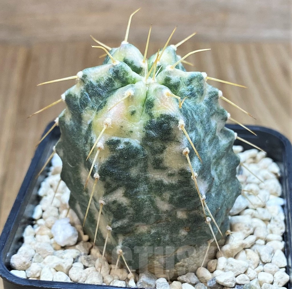 SH1422 Echinocereus knippelianus f. variegata - Image 2