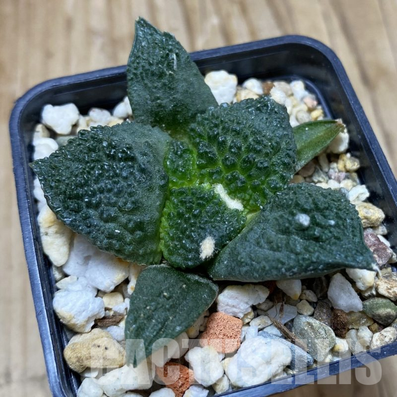 SH16715 Ariocarpus fissuratus ‘Godzilla’, seedling