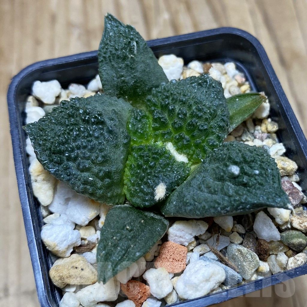 SH16715 Ariocarpus fissuratus ‘Godzilla’, seedling