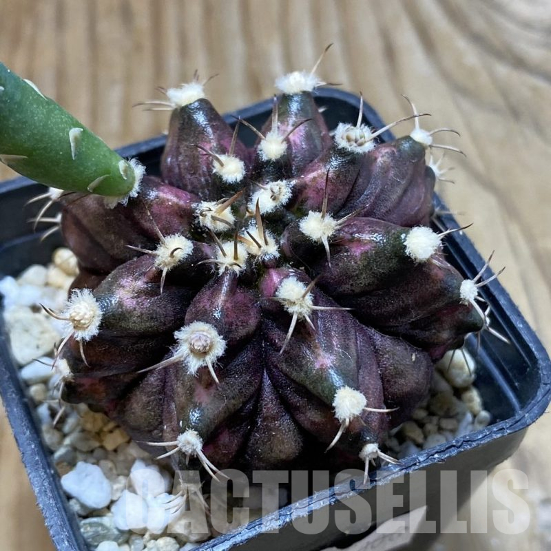 SH17971 Gymnocalycium mihanovichii 'T-Rex' hybrid, seedling