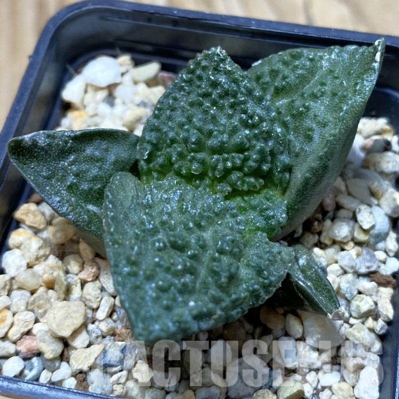 SH20820 Ariocarpus fissuratus ‘Godzilla’, seedling own roots