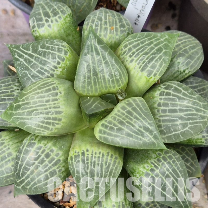LOT582 10 SEEDS Haworthia comptoniana 'Suishou' 2023 year