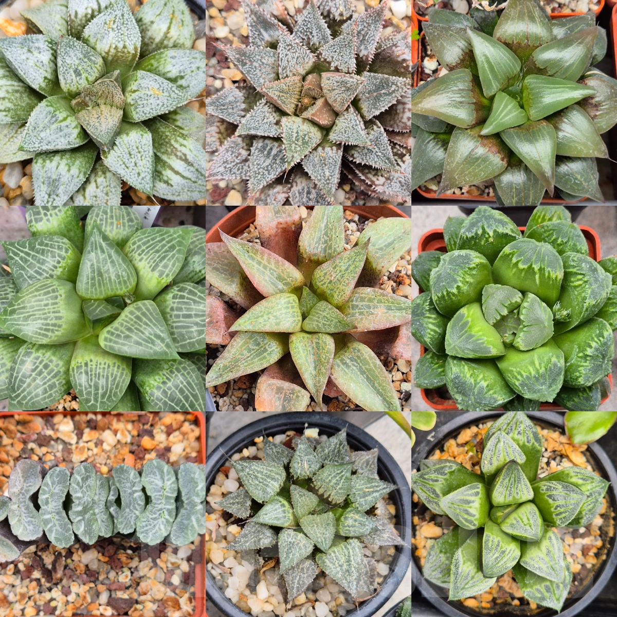 LOT761 50 SEEDS Haworthia mix 2024