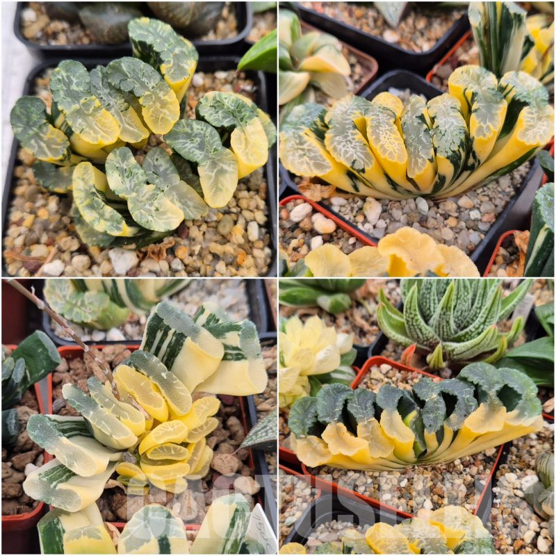 LOT788 10 SEEDS  Haworthia truncata f. variegata 2025