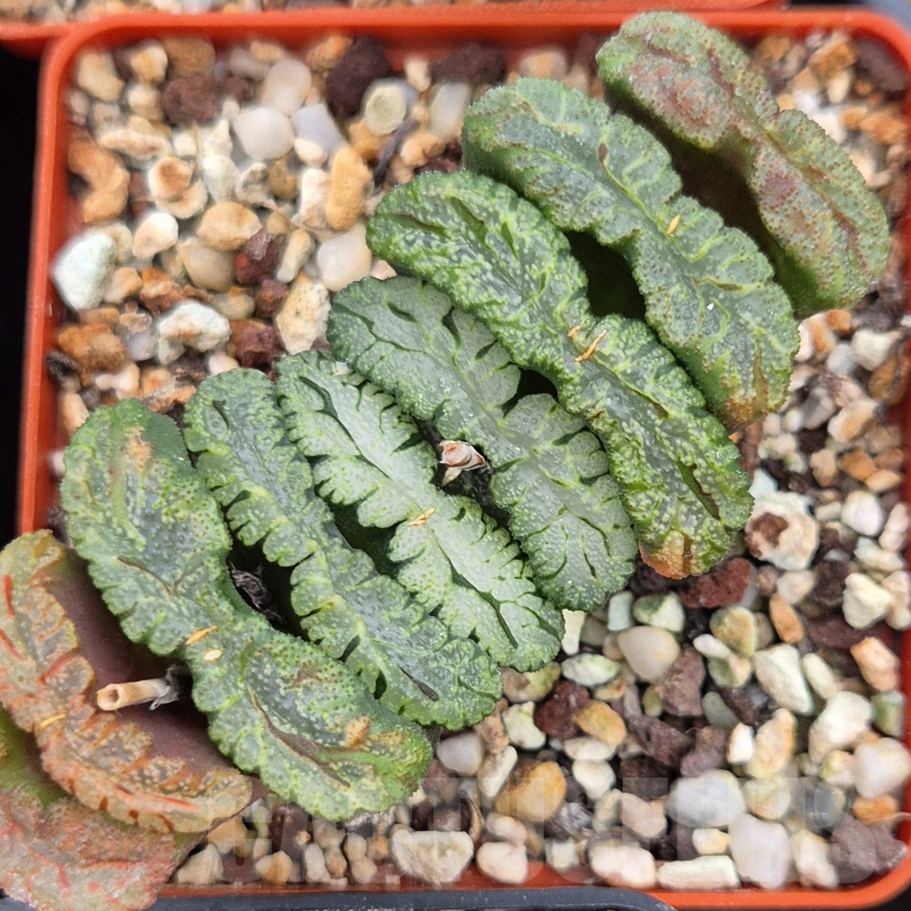 LOT795 10 SEEDS Haworthia truncata 'Green Island' Japan 2024