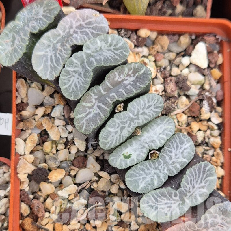 LOT797 10 SEEDS  Haworthia truncata Japan TO38 2024