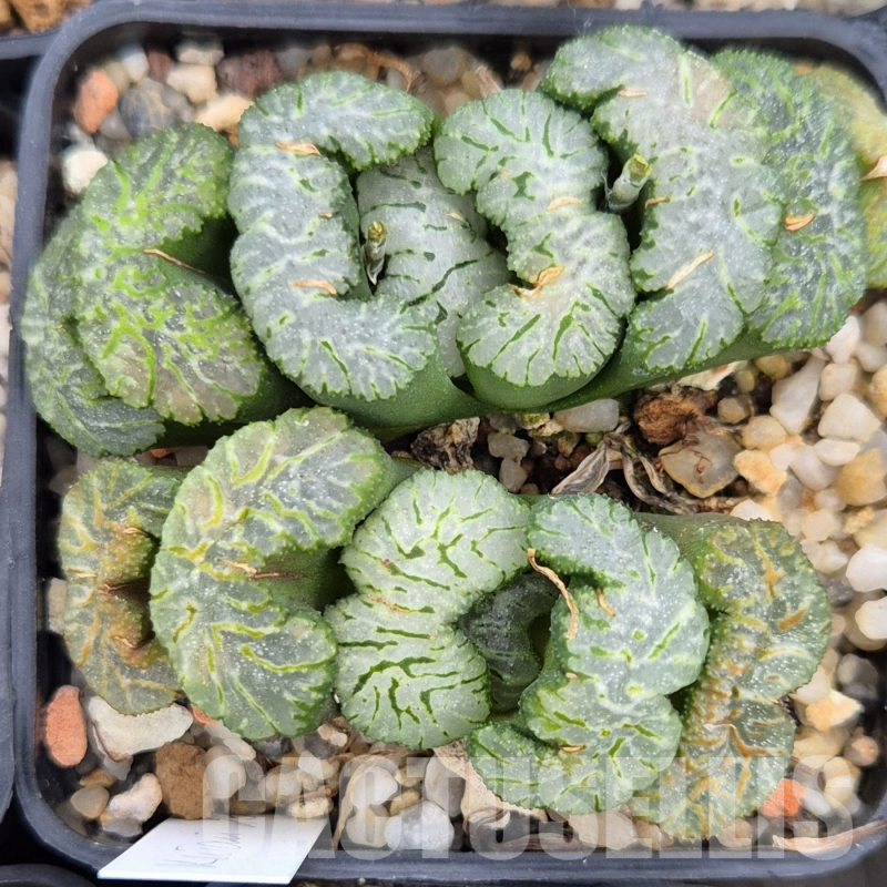 LOT798 10 SEEDS  Haworthia truncata 'Black Fan Wutai Jade' 2024