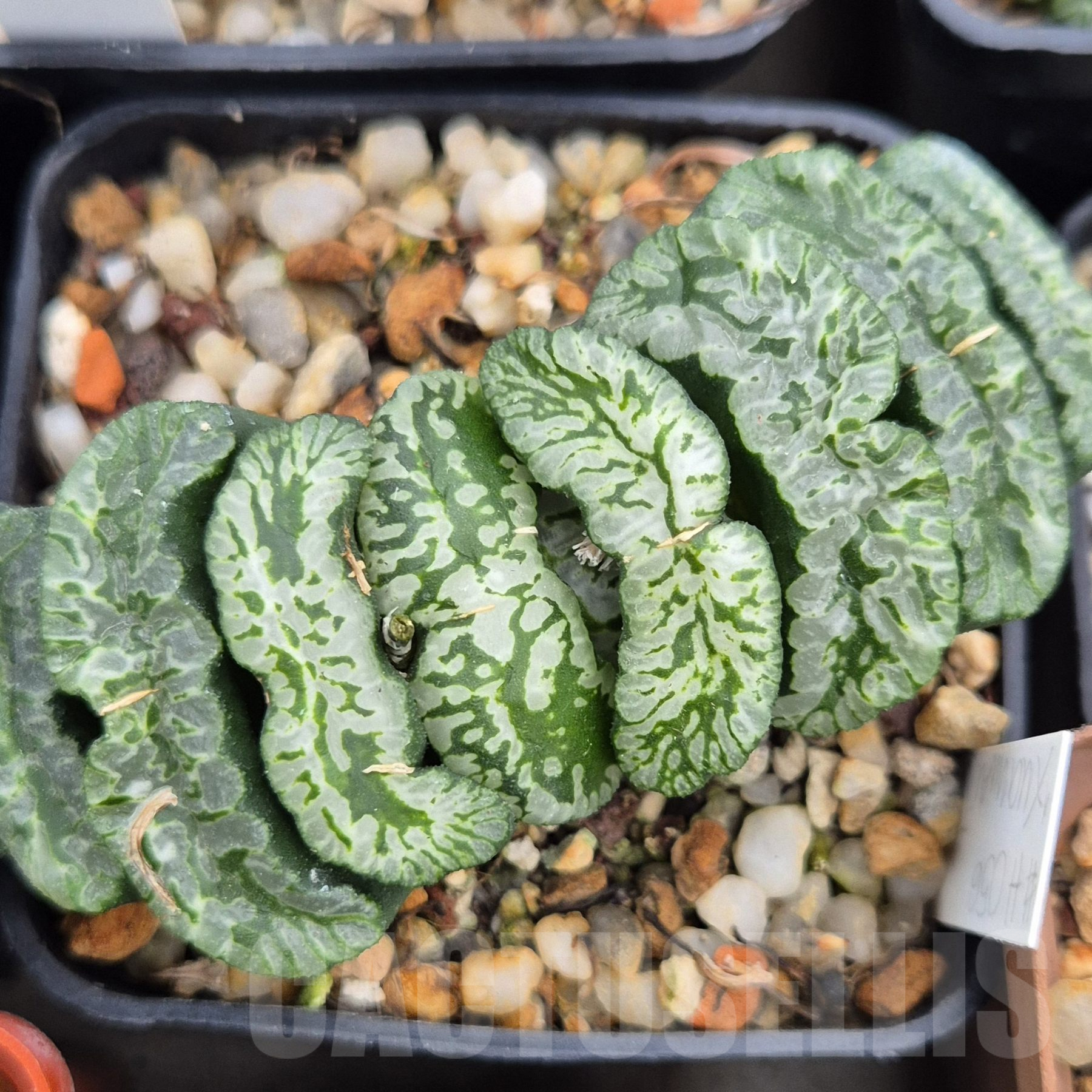 LOT799 10 SEEDS Haworthia truncata 'Xuanwu Jade Fan' H056 2024