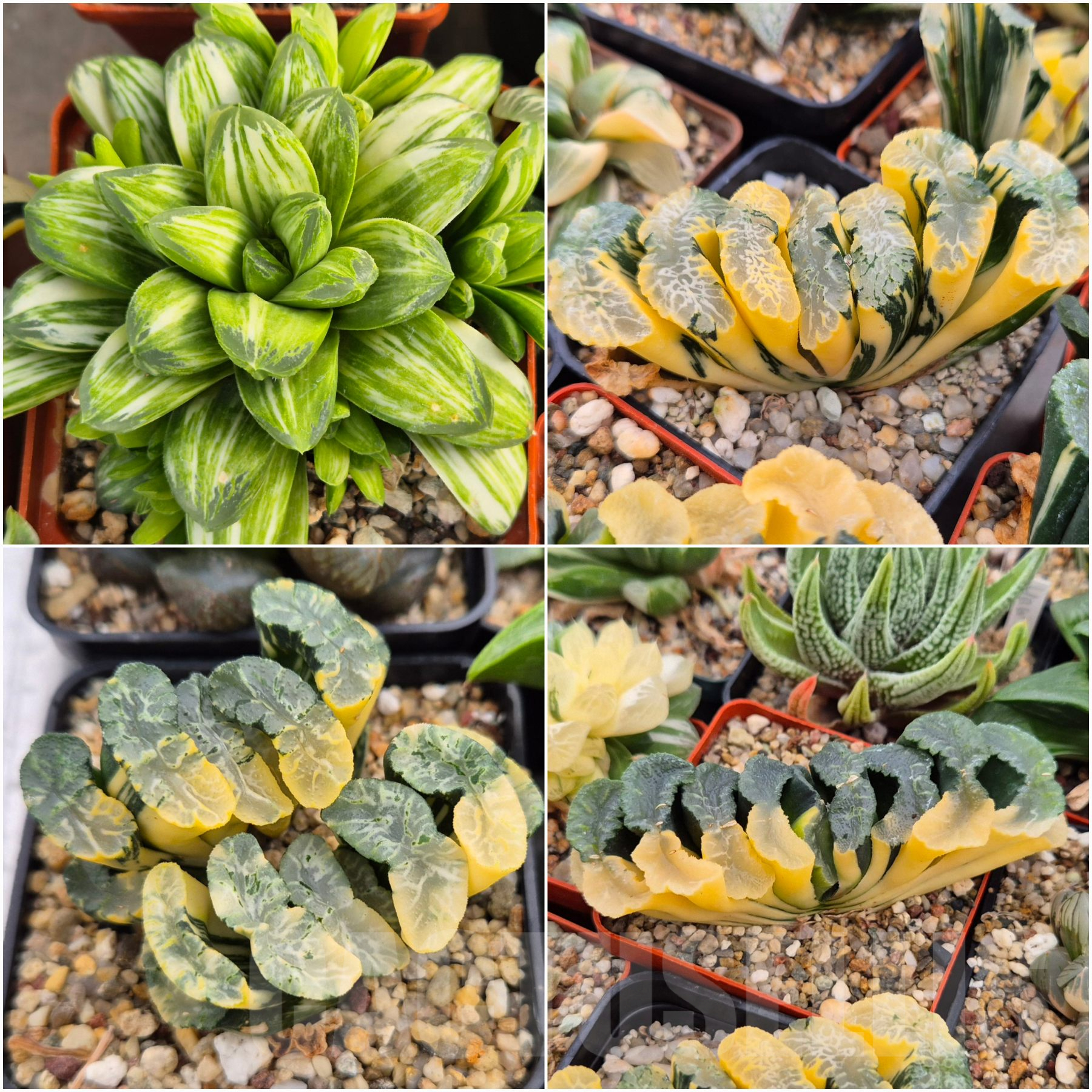 LOT800 10 SEEDS Haworthia 'Gold Rush' x Haworthia truncata f. variegata 2025
