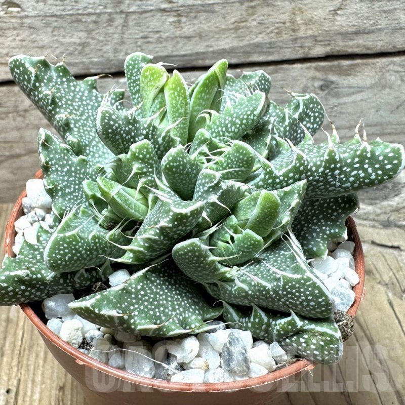 SL36599 Faucaria tigrina