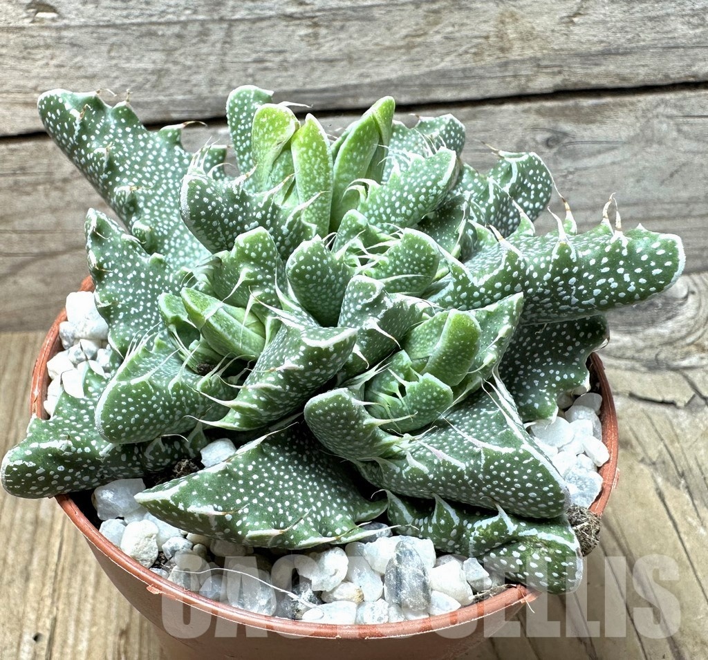 SL36599 Faucaria tigrina