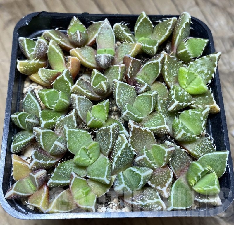 VVG36936 Faucaria tuberculosa seedling mix