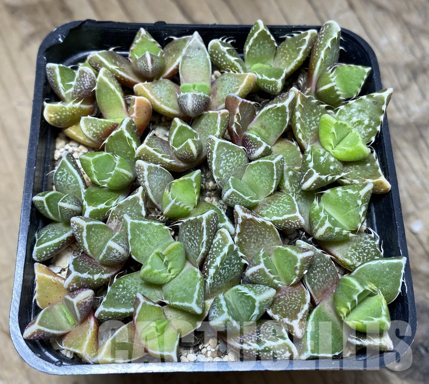 VVG36936 Faucaria tuberculosa seedling mix