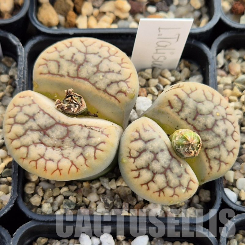 LOT755 20 SEEDS Lithops Talisman, 2024