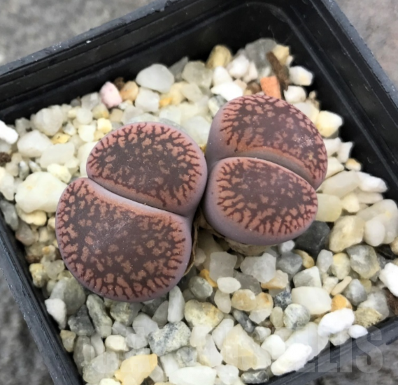 LOT786 20 SEEDS Lithops aucampiae ‘Fire Brandt’ 2024