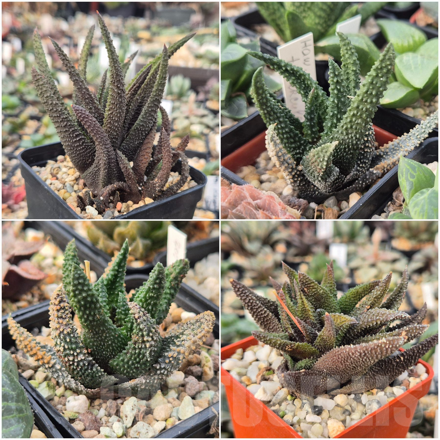 LOT801 10 SEEDS Haworthia scabra v.tuberculata 2024 year