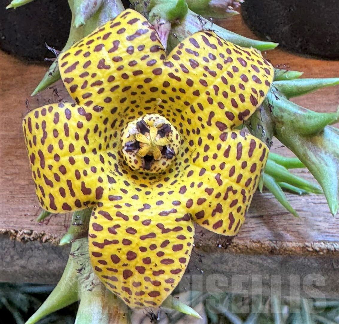 SHPR39588 Orbea speciosa -Golden clone-