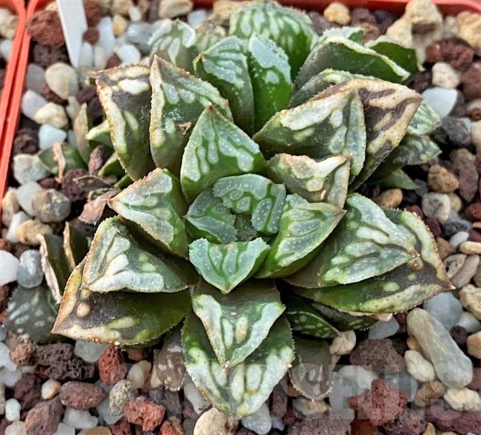 SHPR41407 Haworthia mutica hybrid