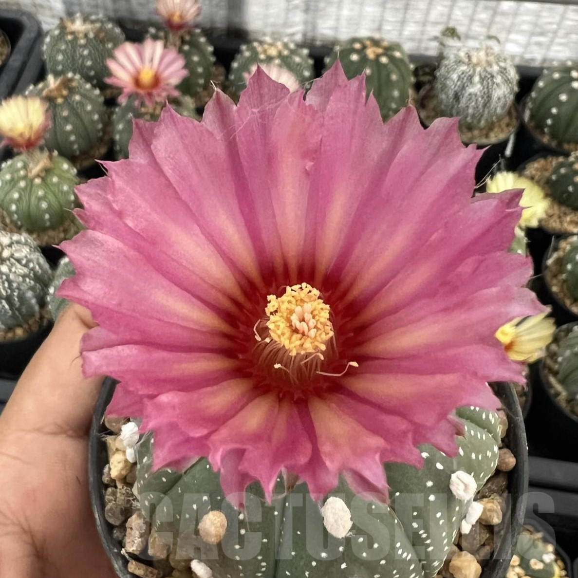 SHPR39850 Astrophytum asterias ‘Akabana’ clon 1