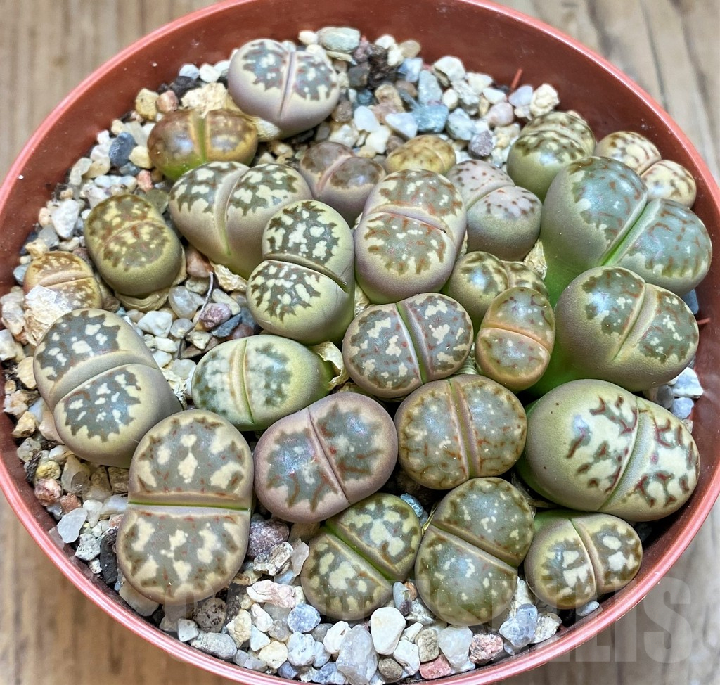 SH12277 Lithops dorotheae