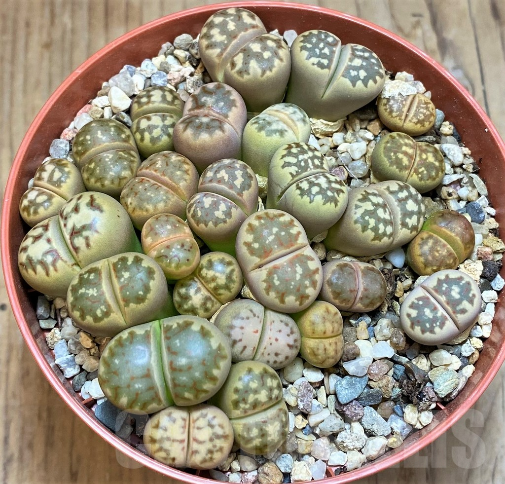 SH12277 Lithops dorotheae – Bild 2