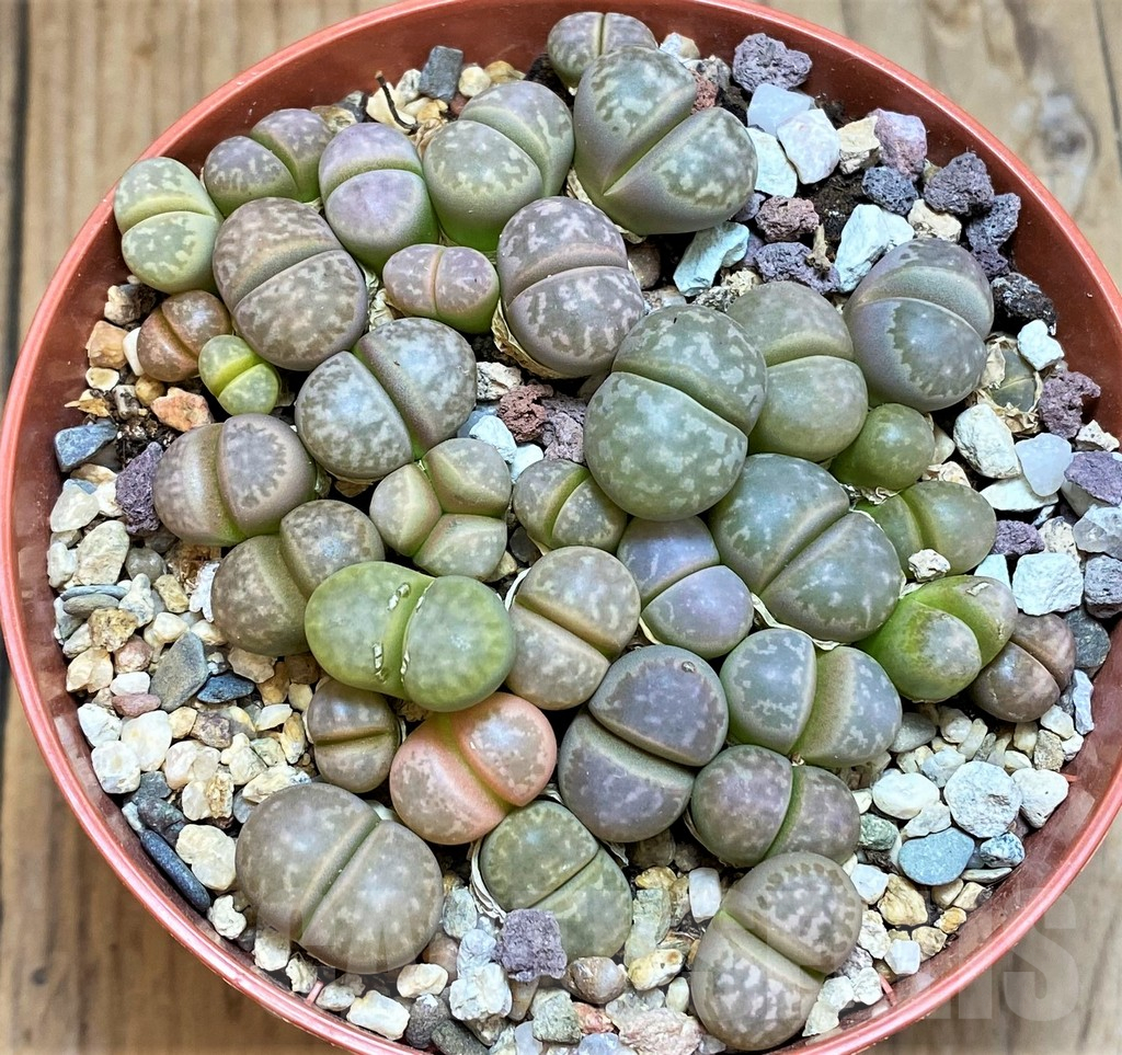 SH12274 Lithops marmorata - Image 2