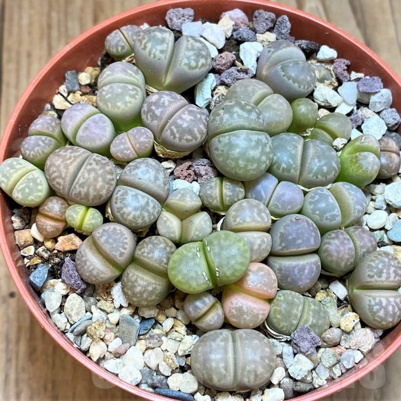 SH12274 Lithops marmorata