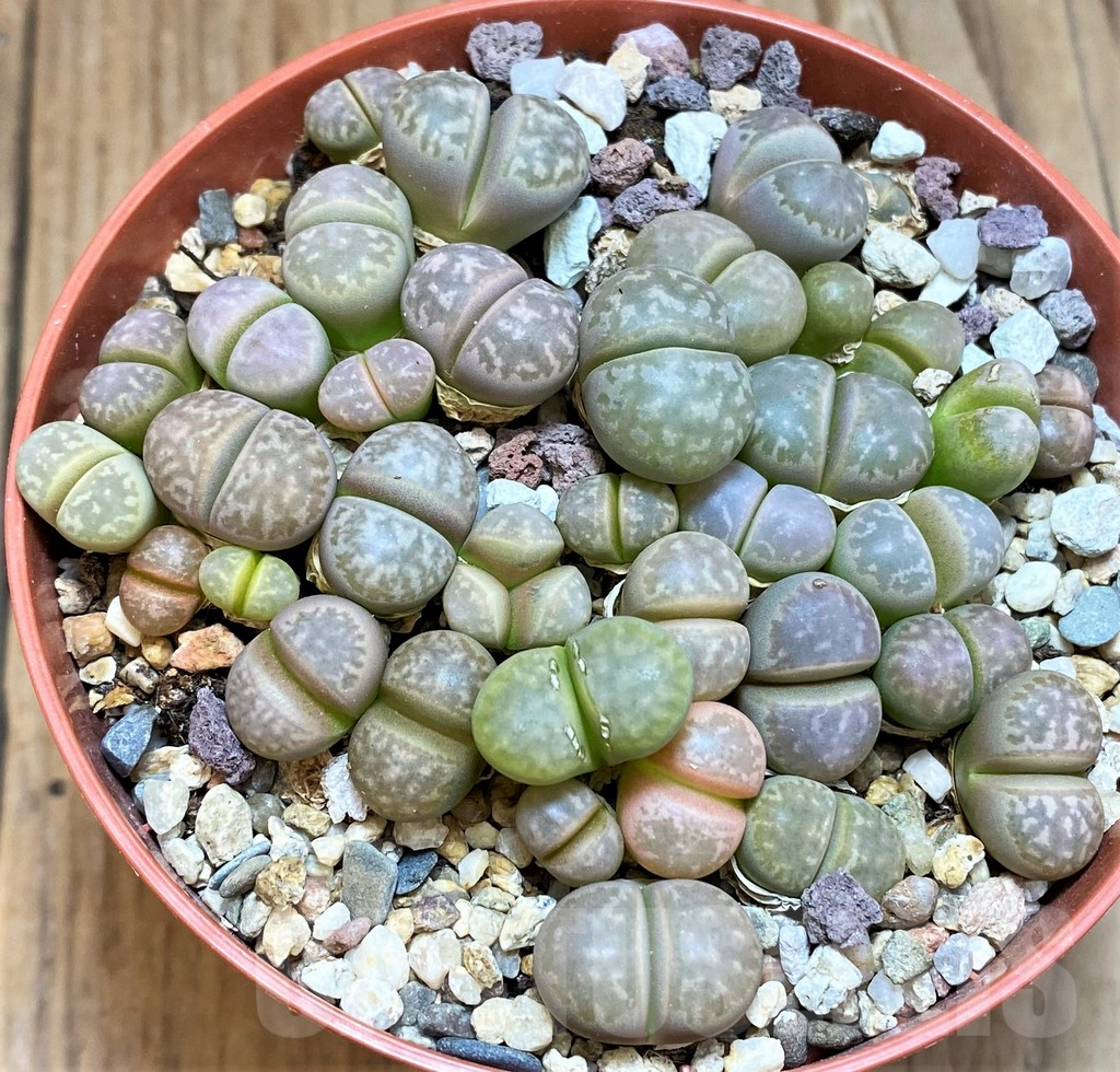 SH12274 Lithops marmorata