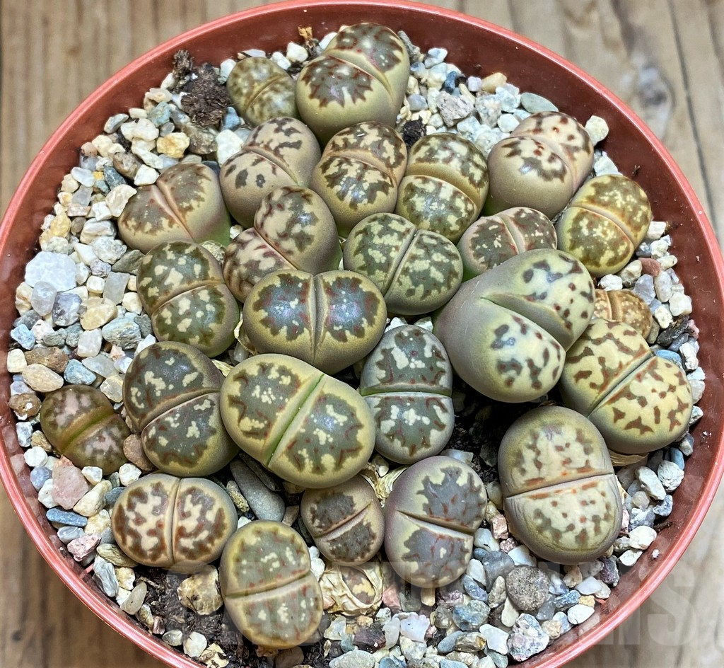 SH12278 Lithops dorotheae