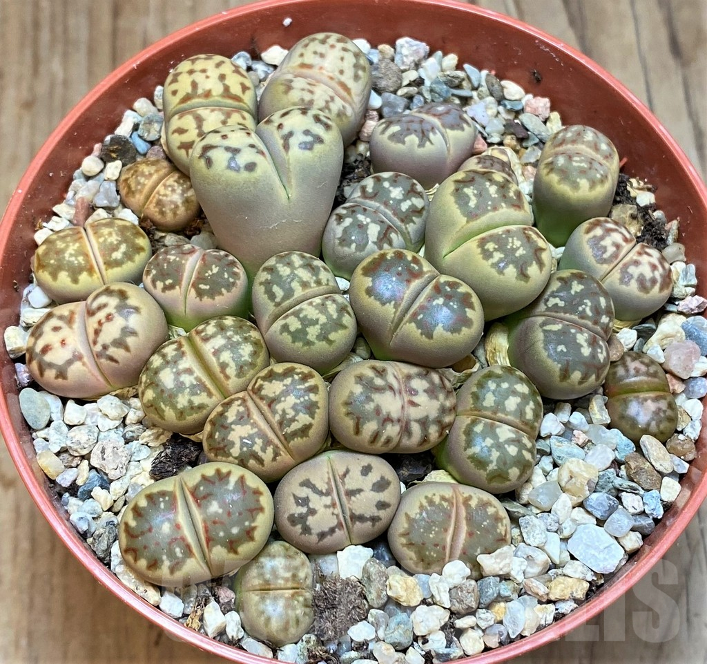 SH12278 Lithops dorotheae - Зображення 2