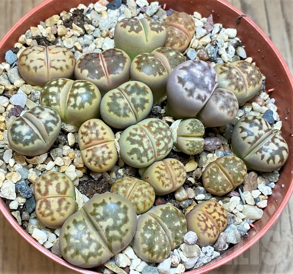 SH12282 Lithops dorotheae