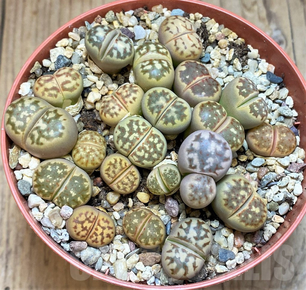 SH12282 Lithops dorotheae - immagine 2