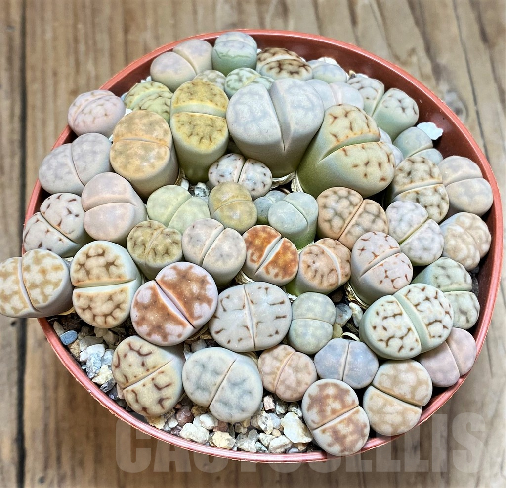 SH12284 Lithops karasmontana mix - immagine 2