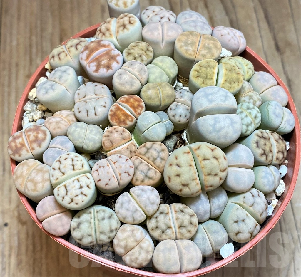 SH12284 Lithops karasmontana mix