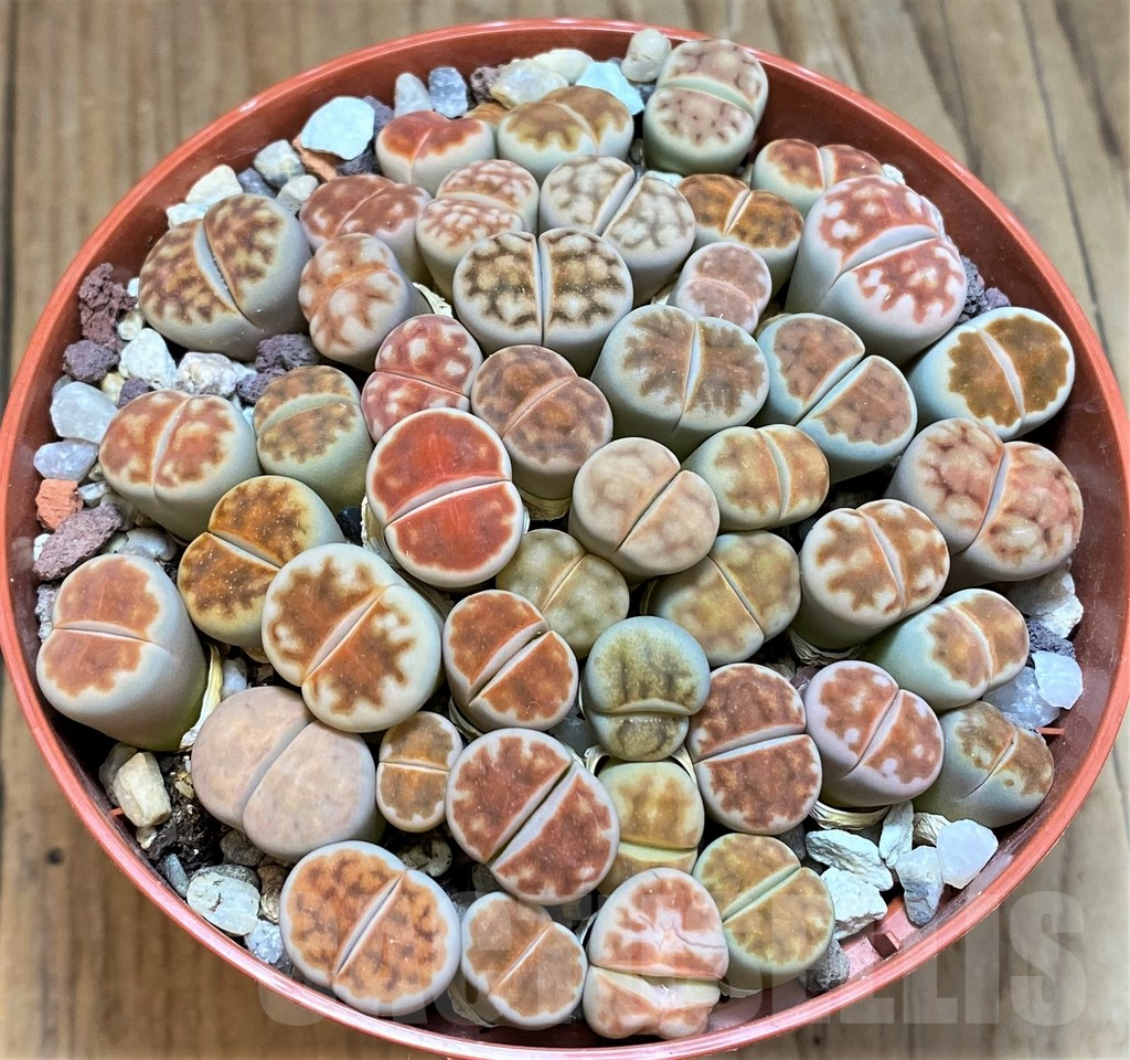 SH12285 Lithops karasmontana 'Red Brown'