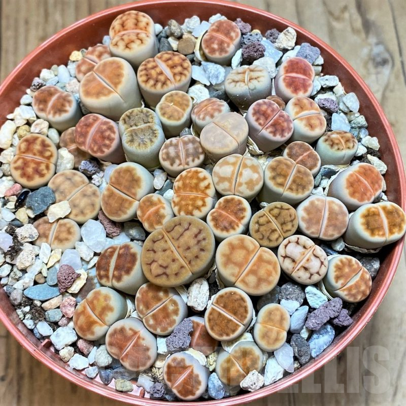 SH12286 Lithops karasmontana 'Red Brown'