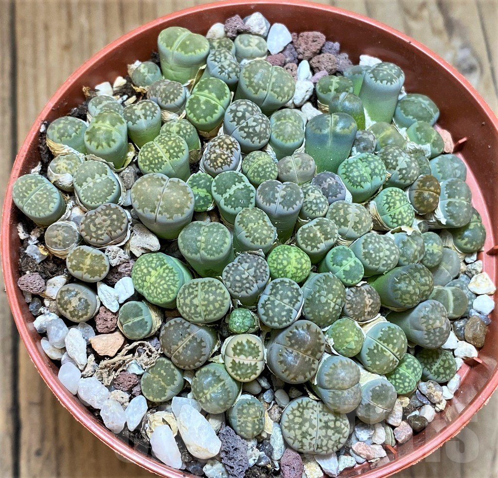 SH12288 Lithops salicola 'Malachite' - Image 2