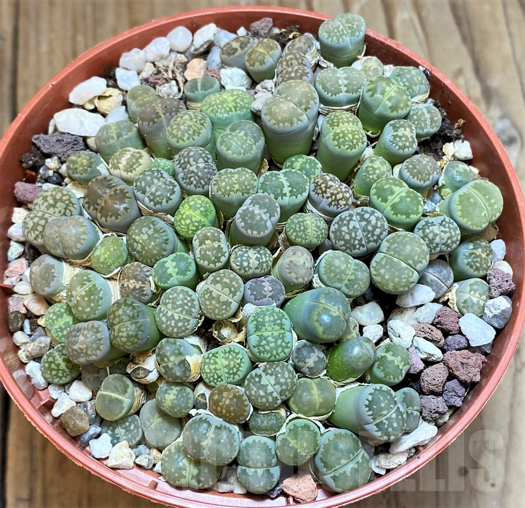 SH12288 Lithops salicola 'Malachite'