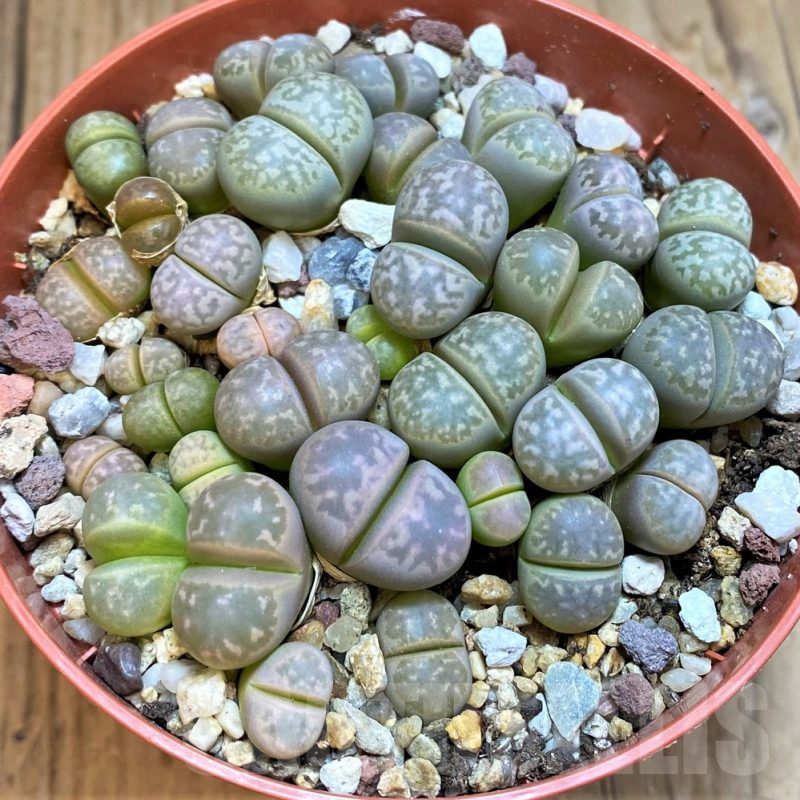 SH12273 Lithops marmorata