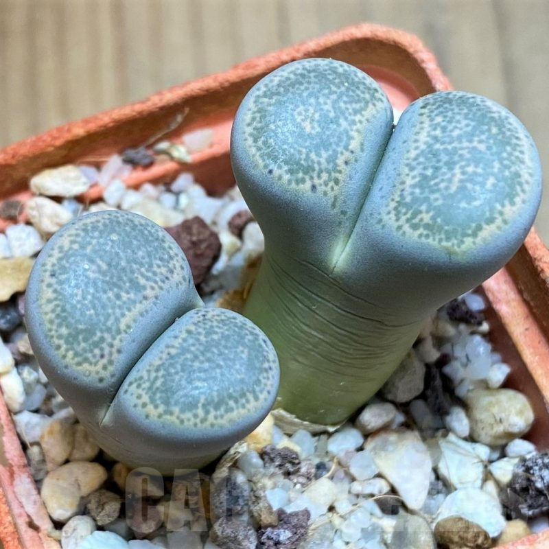 SH12298 Lithops terricolor f. peersii C253