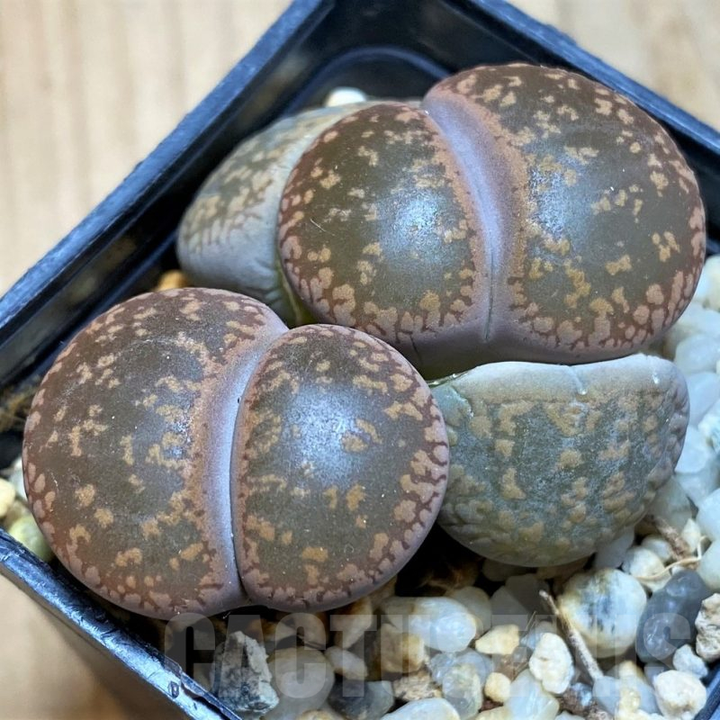 SH12299 Lithops aucampiae C325 -Kuruman Form-