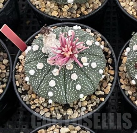 SH119 Astrophytum asterias ‘Super Kabuto’ ‘Shinshowa’ clon 17 - 画像 (2)