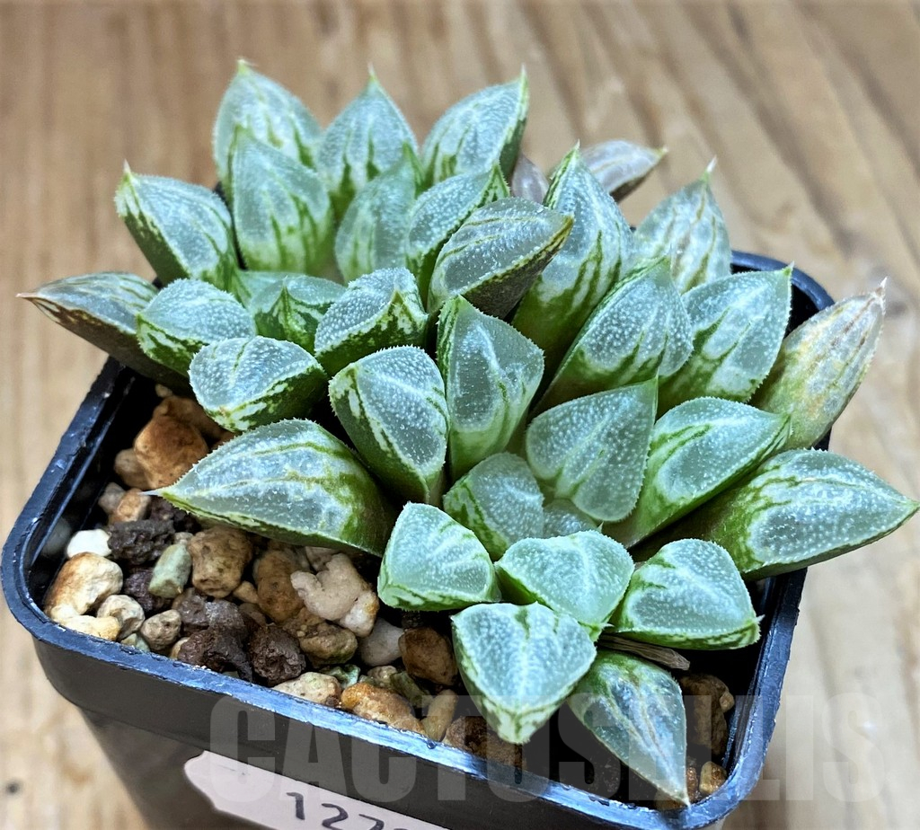 SH12716 Haworthia ‘Love Heart’